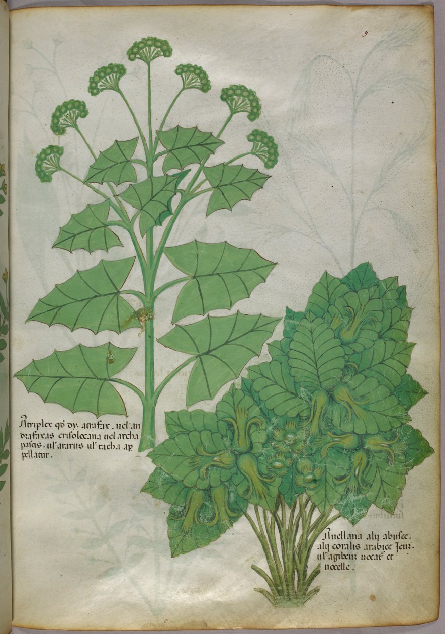 植物插图，约 1440 年（牛皮纸上的墨水和色彩） 作者 意大利学校