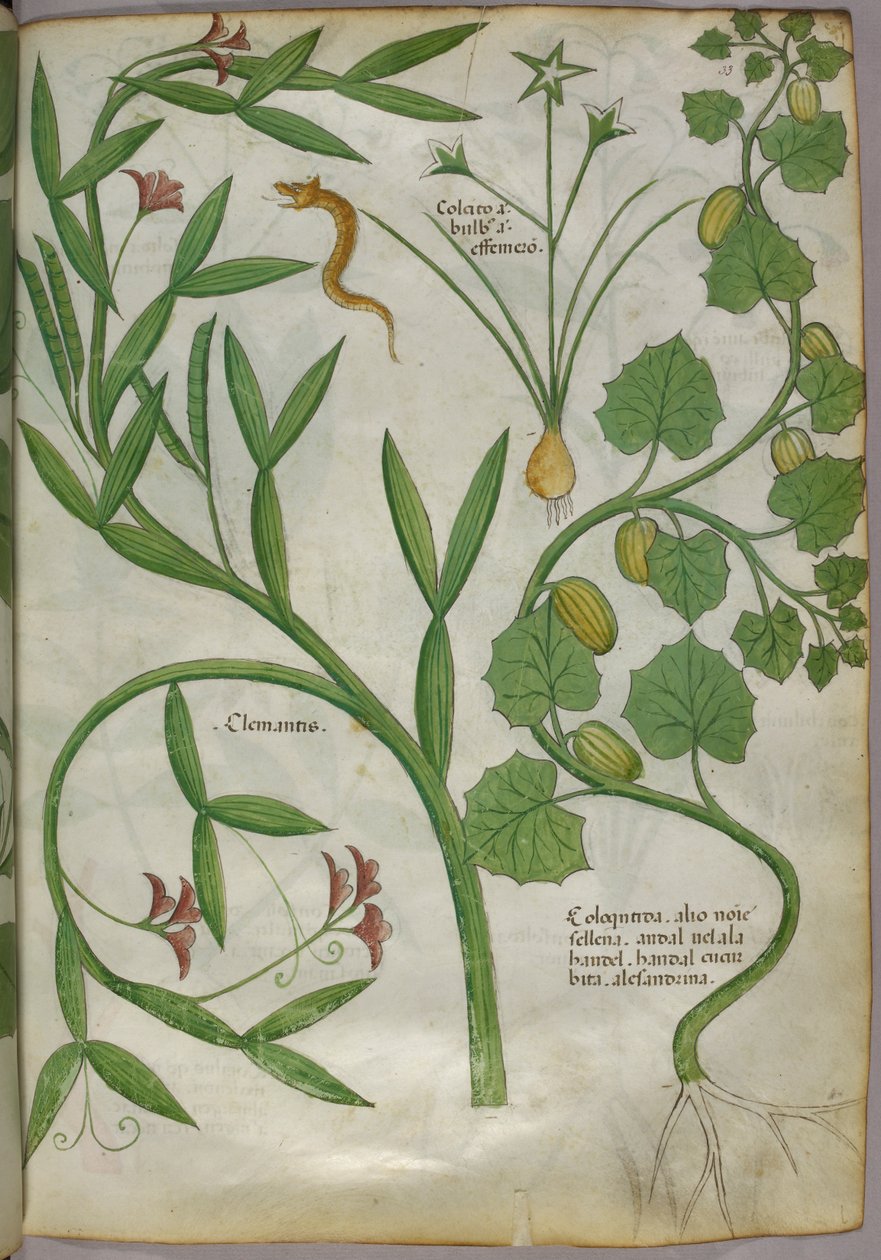 植物插图，包括一株铁线莲和一条蛇，约 1440 年（牛皮纸上的墨水和彩色图案） 作者 意大利学校