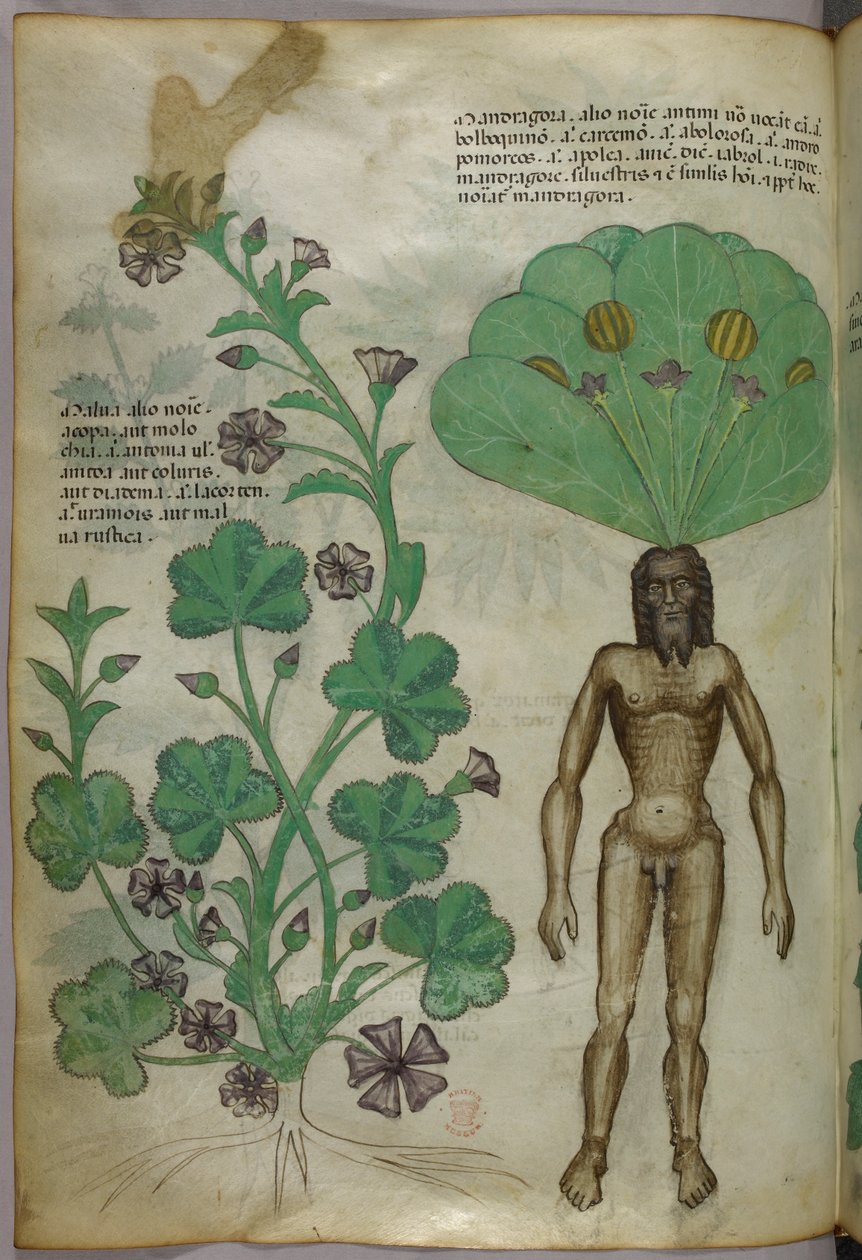 植物插图，包括一株曼陀罗，根部是裸露的男性躯体，约 1440 年（牛皮纸上的墨水和彩色插图） 作者 意大利学校
