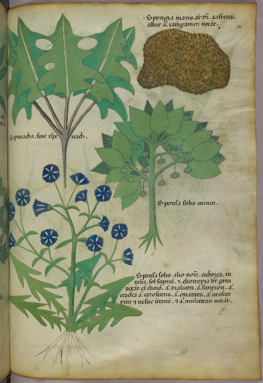 植物插图，包括一块海绵，约 1440 年（牛皮纸上的墨水和色彩） 作者 意大利学校