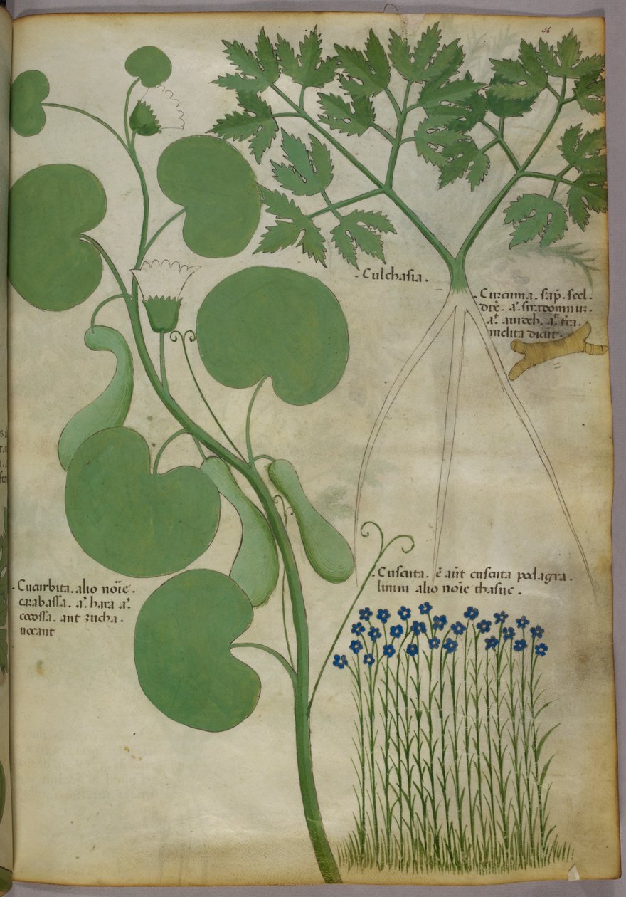 植物插图，包括花朵，约 1440 年（牛皮纸上的墨水和色彩） 作者 意大利学校