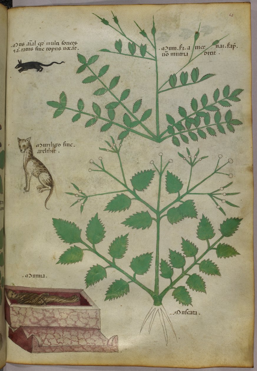 植物与豹、鼠和尸体的植物学插图，约 1440 年（牛皮纸上的墨水和色彩） 作者 意大利学校