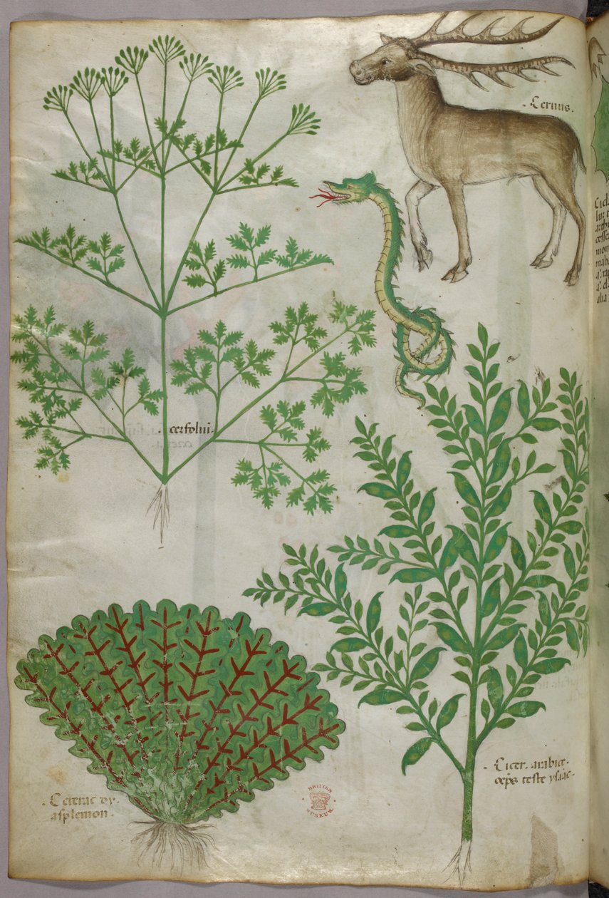 植物、蛇和鹿的植物学插图，约 1440 年（牛皮纸上的墨水和色彩） 作者 意大利学校