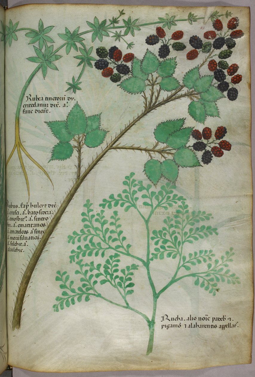 茜草[rubea]、黑莓[rubus]、芸香[ruta]的植物插图，约 1440 年（牛皮纸上的墨水和彩色插图） 作者 意大利学校