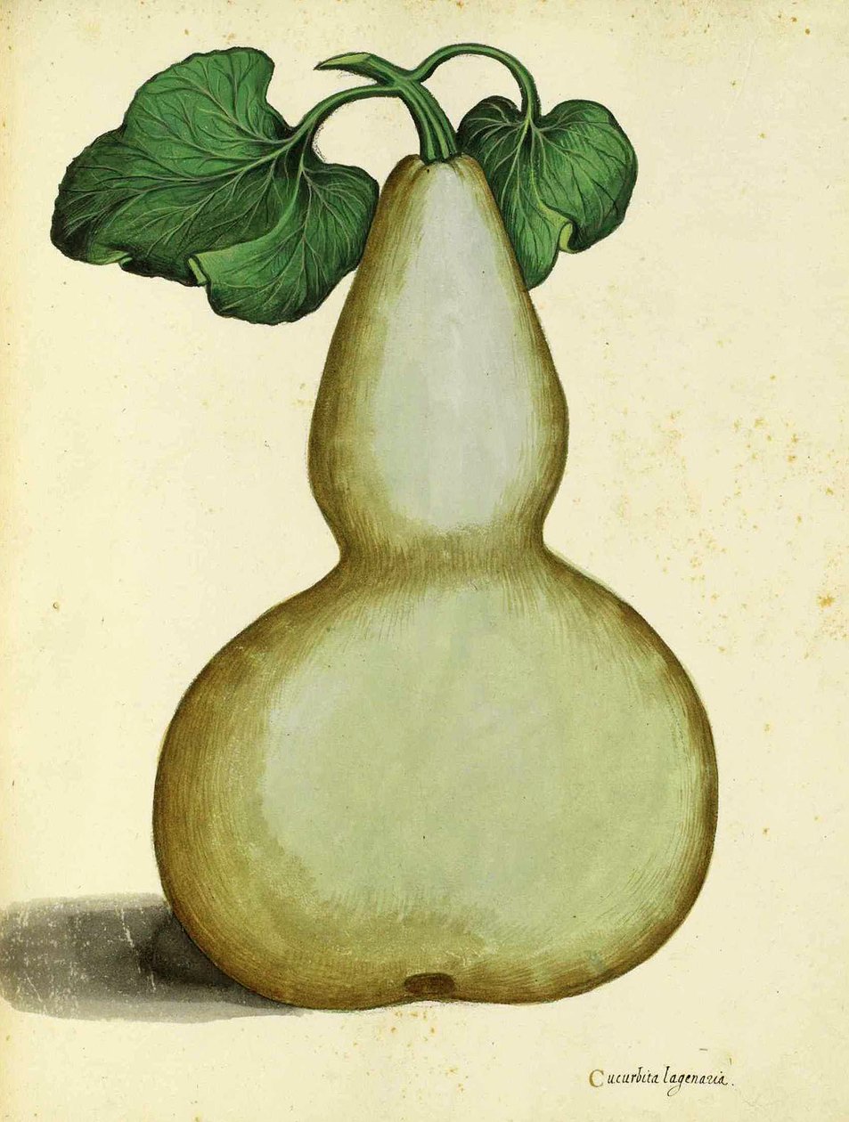 Ulisse Aldrovandi的Calabash 作者 意大利学校