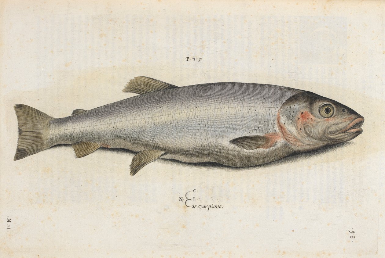 鲤鱼，插图选自 Ippolito Salviani 的《Aquatilium Animalium Historiæ liber primus》。 作者 意大利学校