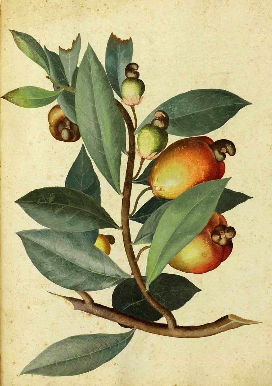 Ulisse Aldrovandi的腰果 作者 意大利学校