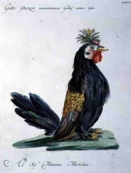 公鸡，约1767-76（手绘版画 作者 意大利学校
