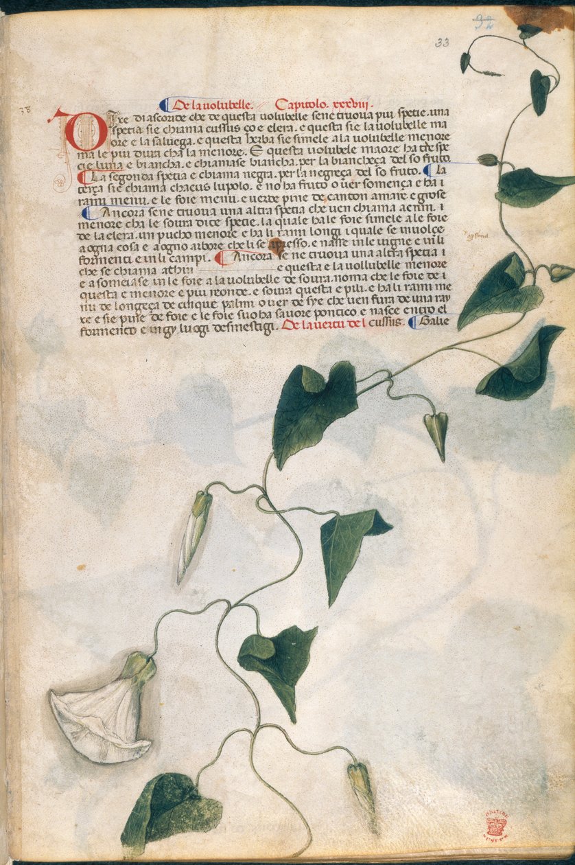 旋花草，《卡拉拉草药》插图，帕多瓦，约 1400 年（纸上金色钢笔和墨水）。 作者 意大利学校