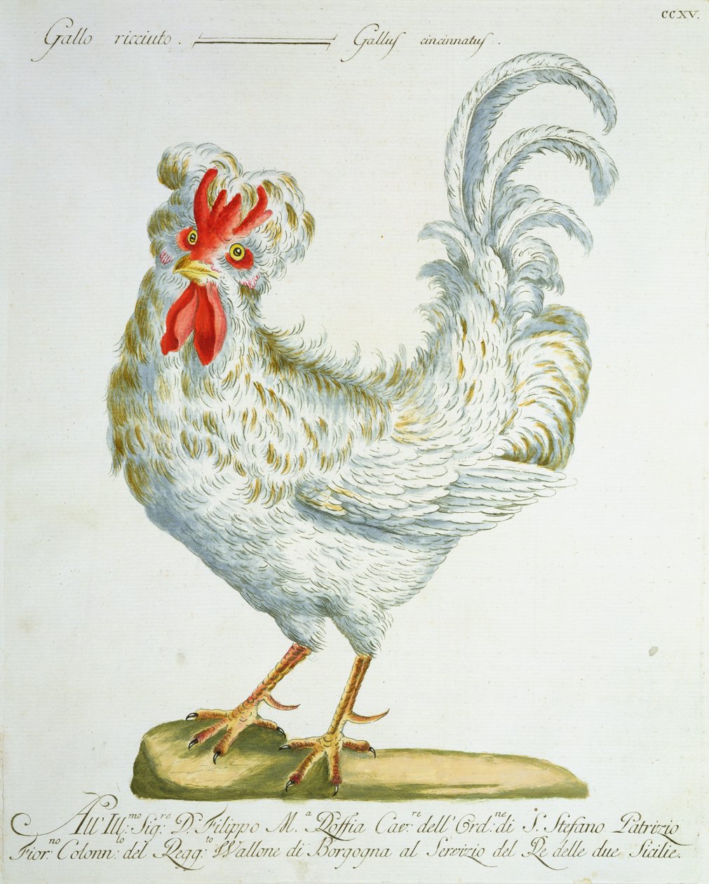 Curly-Haired Cockerel，c.1767-76（手工彩色雕刻） 作者 意大利学校