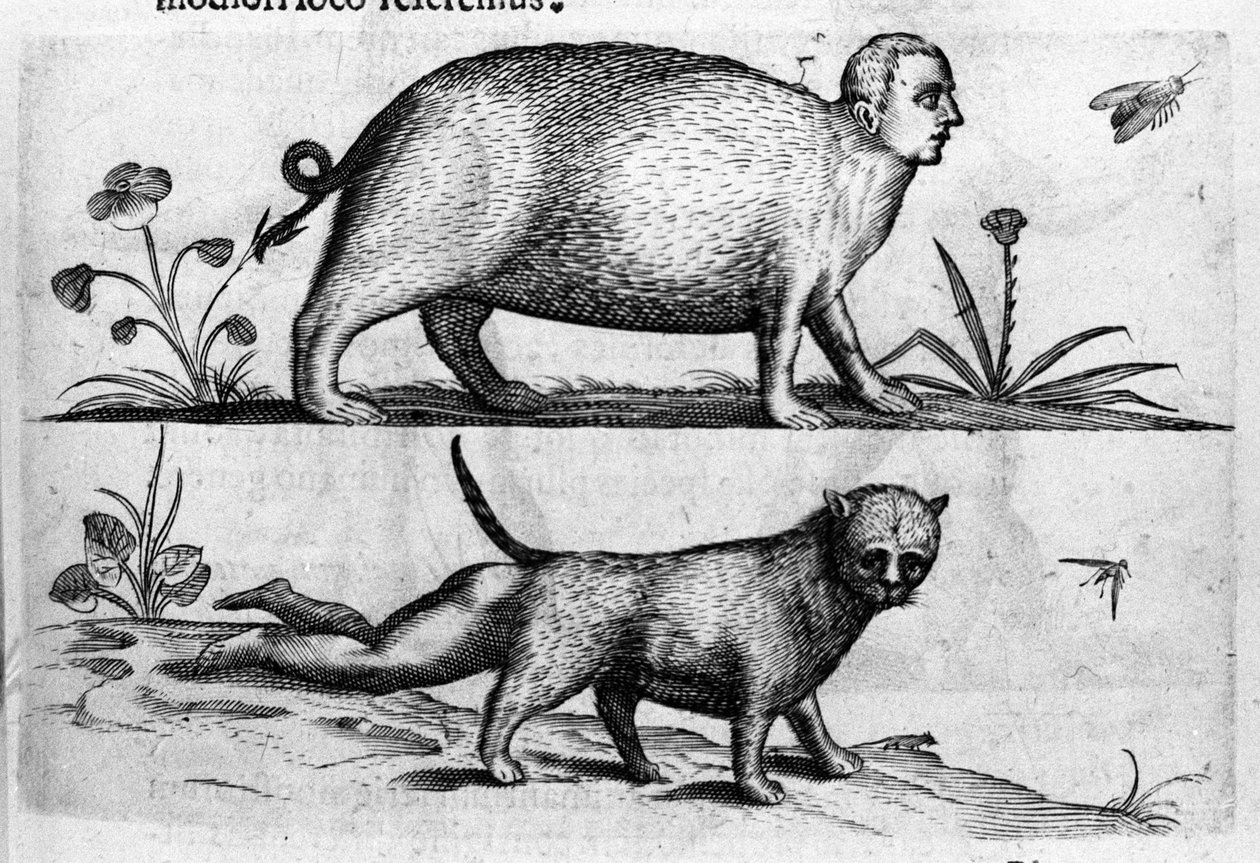 不同类型的人类怪物：manticore 你是一只有孩子腿的猫。 雕刻自意大利科学家 Fortunio Liceti (1577-1656) 的“De monstrorum natura, causis et differentiis”。 1646 作者 意大利学校