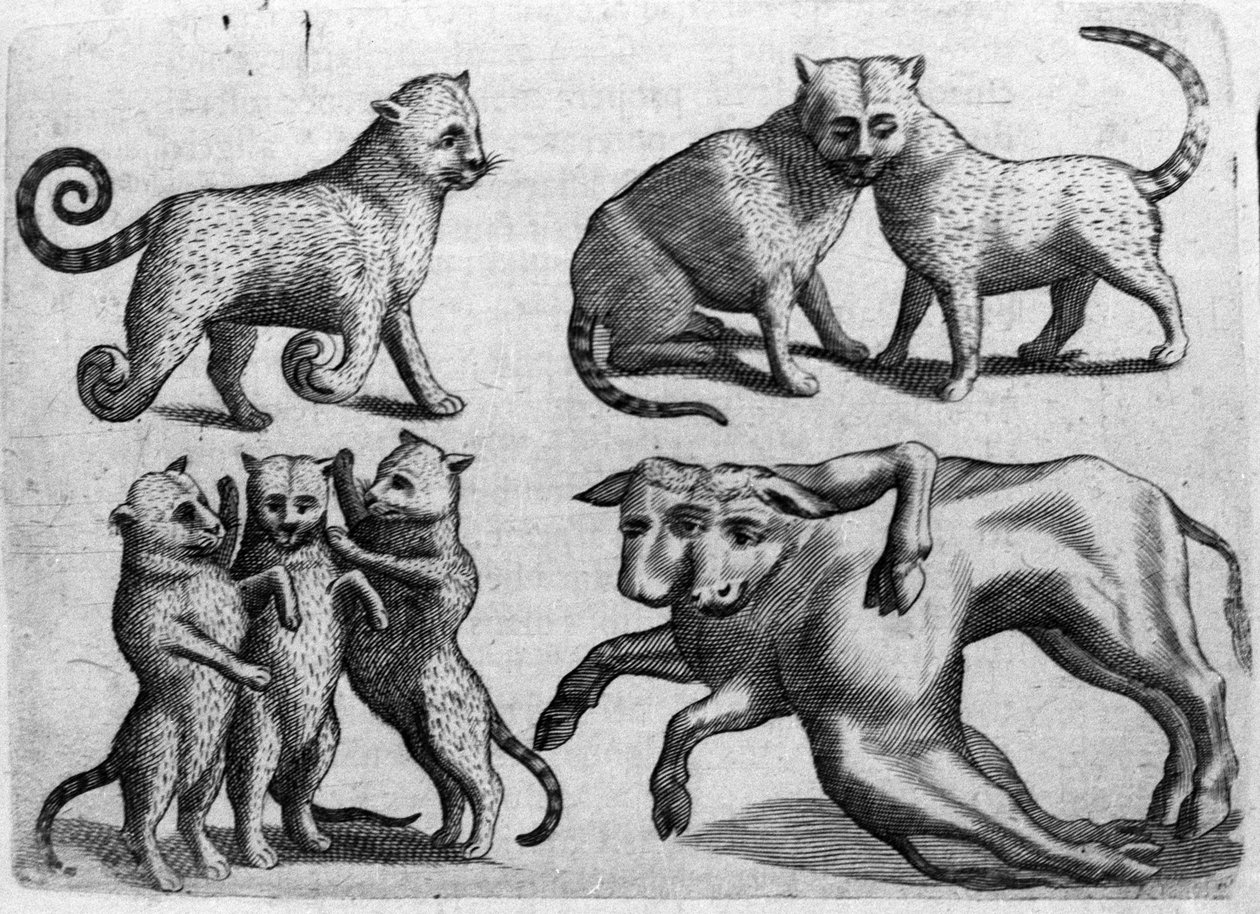 不同类型的怪物：有多个身体的猫和牛。意大利科学家Fortunio Liceti (1577-1656)的 "De monstrorum natura, causis et differentiis "中的版画。1646 作者 意大利学校