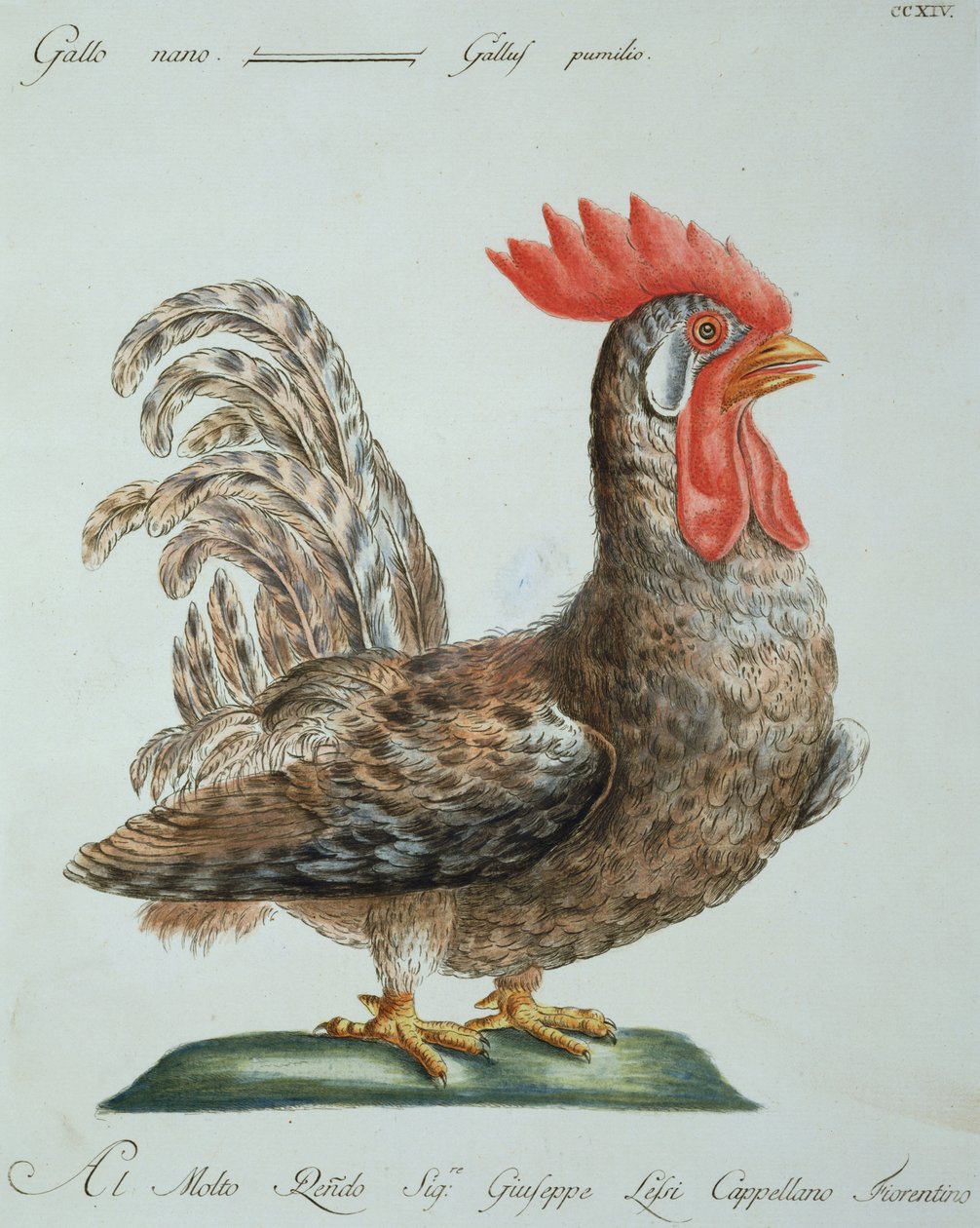 矮小的公鸡，c.1767-76（手工彩色雕刻） 作者 意大利学校