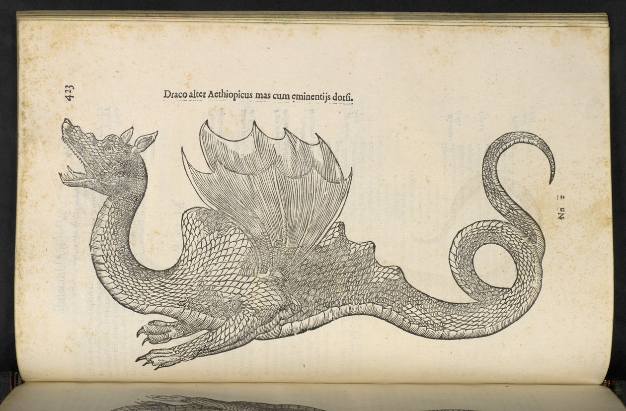 埃塞俄比亚龙 "Serpentum, et draconū historiae libri duo"，博洛尼亚，作者：Ulisse Aldrovandi 作者 意大利学校