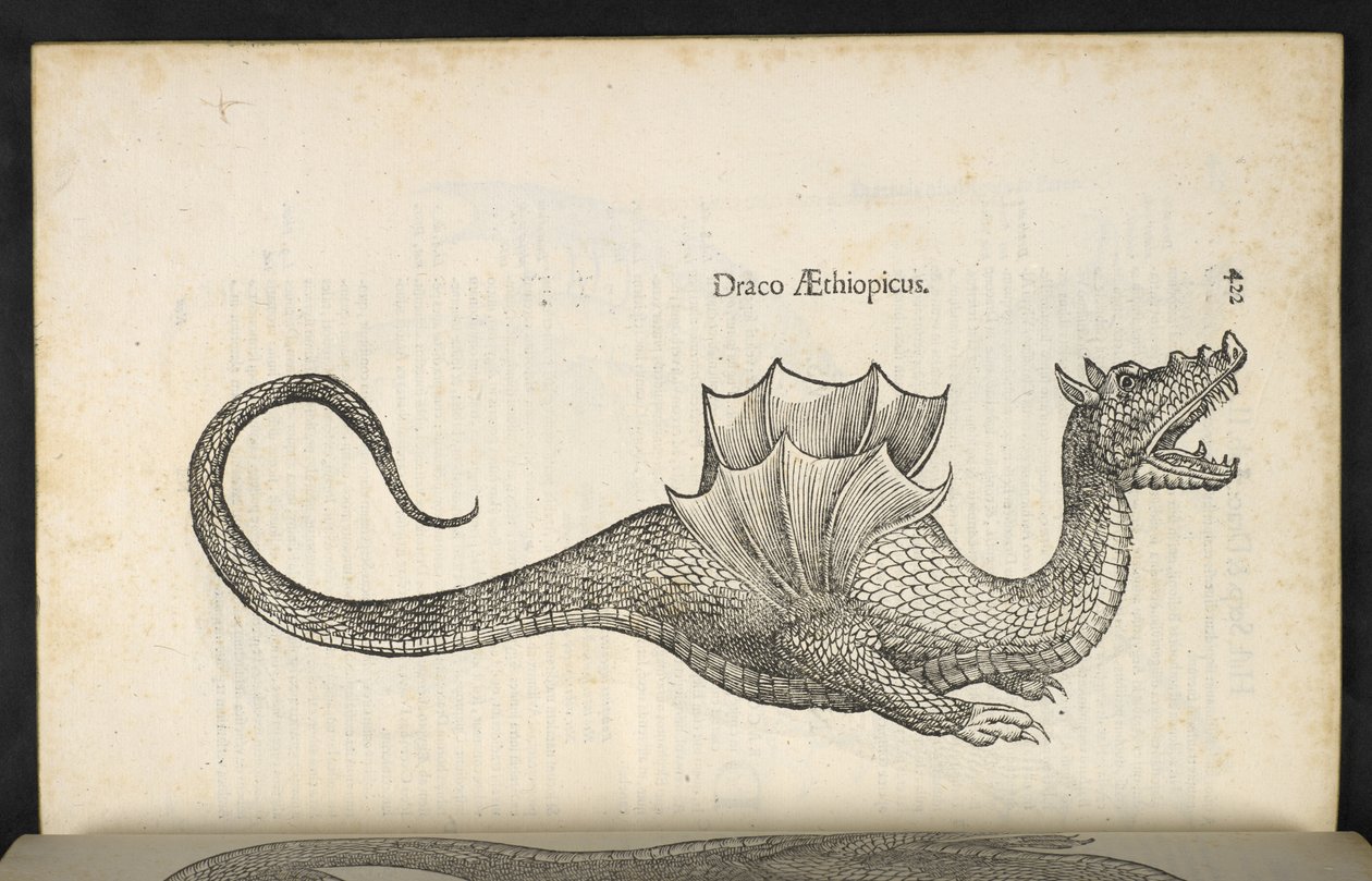 埃塞俄比亚龙，"Serpentum, et draconū historiae libri duo"，博洛尼亚，Ulisse Aldrovandi 著 作者 意大利学校