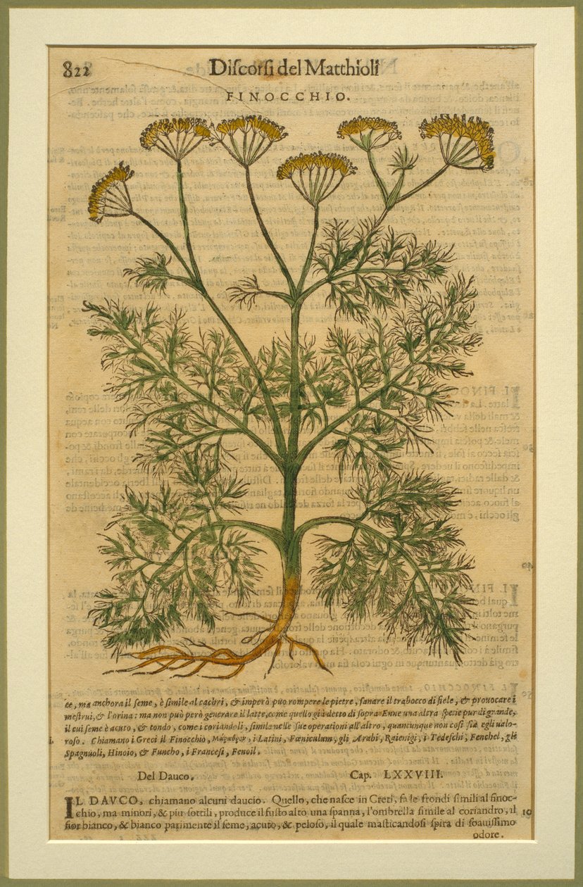 Fennel，来自Discorsi的植物板，由Pietro Andrea Mattioli（1501-77）在威尼斯出版，1570年 作者 意大利学校