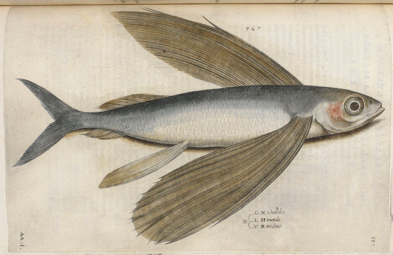 飞鱼，插图选自《Aquatilium Animalium Historiæ liber primus》，作者 Ippolito Salviani 作者 意大利学校