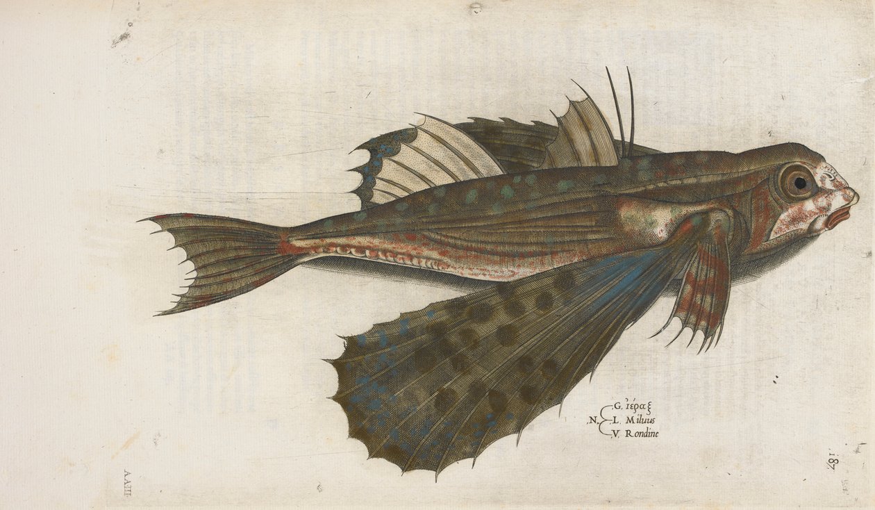 飞鱼，插图选自《Aquatilium Animalium Historiæ liber primus》，作者 Ippolito Salviani 作者 意大利学校