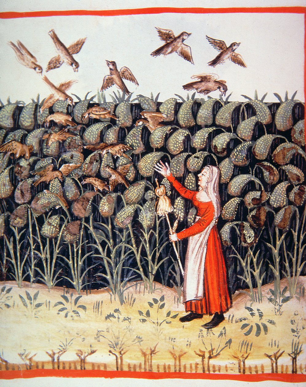 Fol.47 v小米，Tacuinum Santiatis Codex Vindobonensis的插图 作者 意大利学校