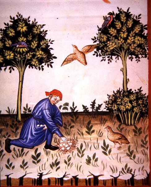 第66页收集鹧鸪蛋，插图来自《Tacuinum Santiatis Codex Vindobonensis》（牛皮纸）。 作者 意大利学校