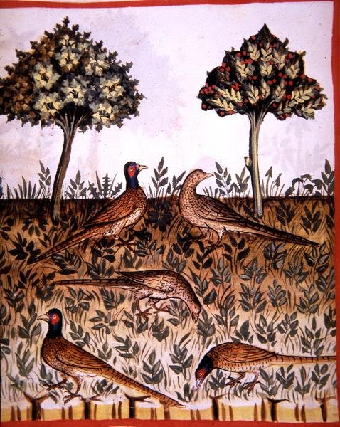 第68页，野鸡，来自《Tacuinum Santiatis Codex Vindobonensis》（牛皮纸）的插图 作者 意大利学校