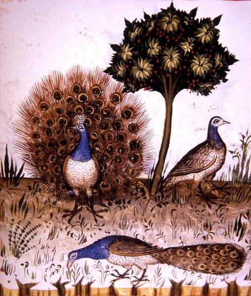 Fol.70r 孔雀，来自《Tacuinum Santiatis Codex Vindobonensis》（牛皮纸）的插图 作者 意大利学校