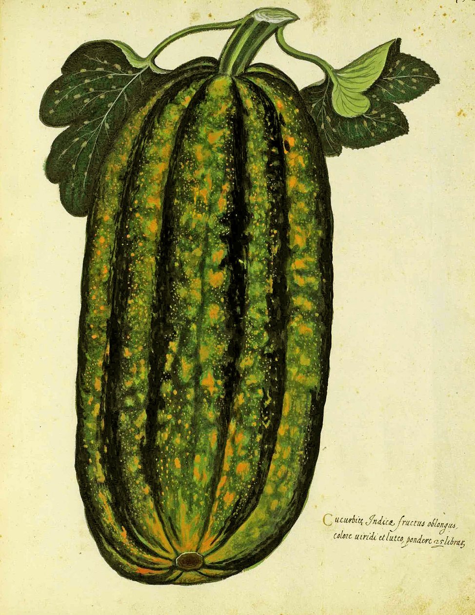 Ulisse Aldrovandi（1522-1605）的绿色长方形壁球出版于Piante Fiori Frutti（手工彩色雕刻）。 作者 意大利学校