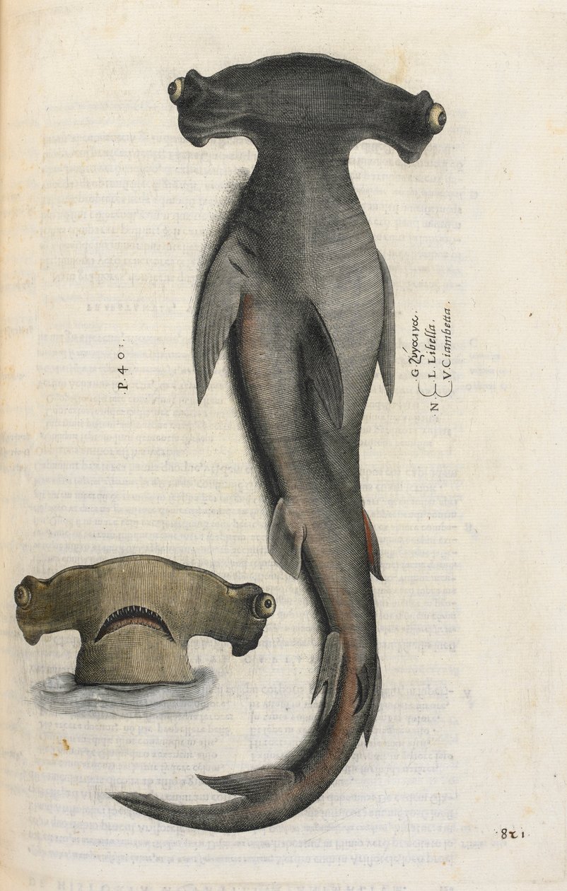 锤头鲨，插图选自 Ippolito Salviani 的《Aquatilium Animalium Historiæ liber primus》。 作者 意大利学校