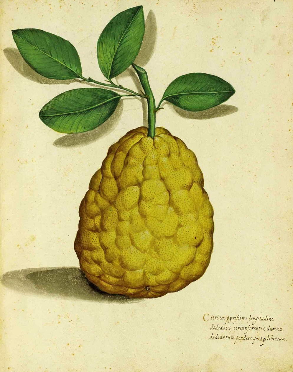 Ulisse Aldrovandi的传家宝柠檬 作者 意大利学校