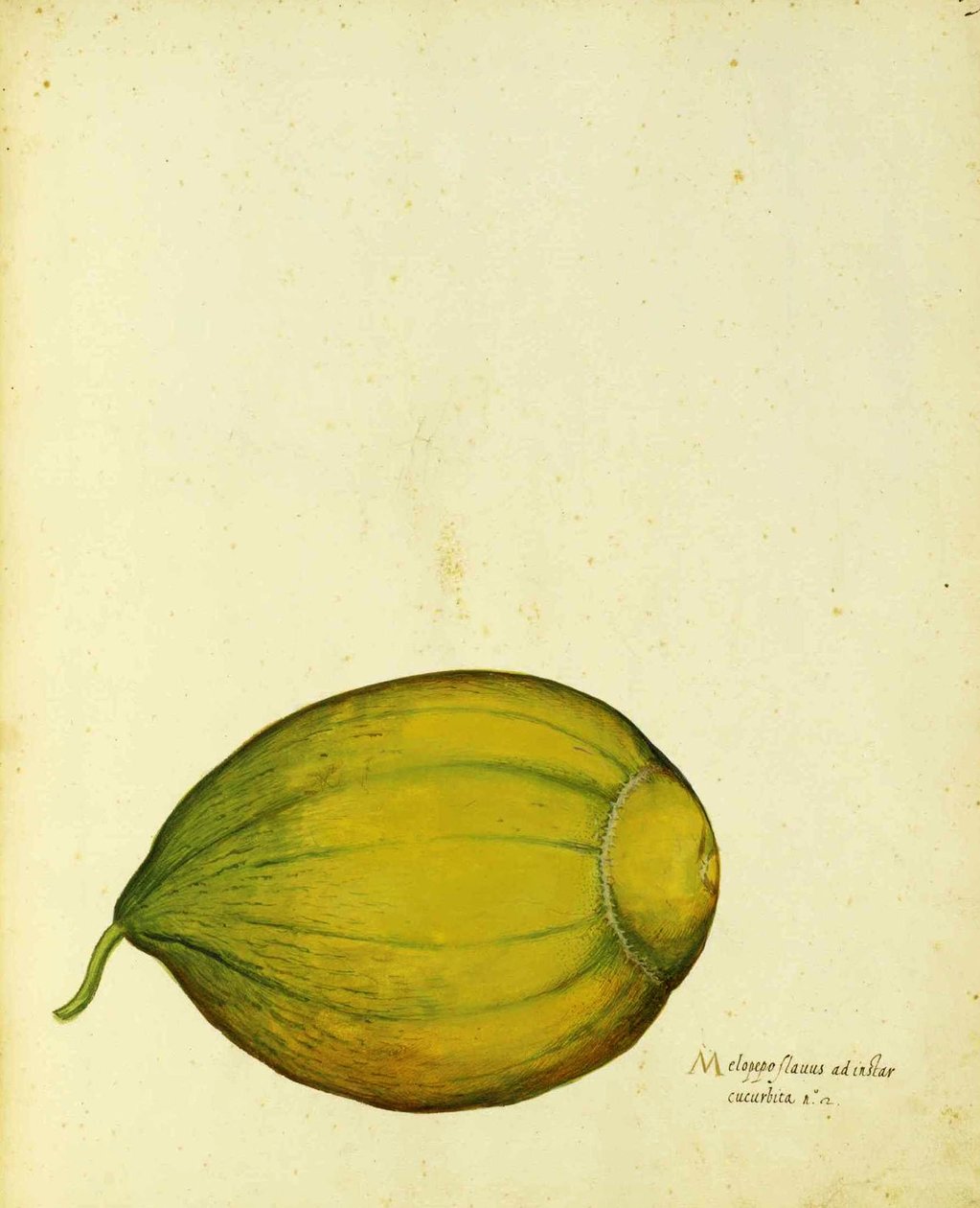 Ulisse Aldrovandi的传家宝壁球 作者 意大利学校