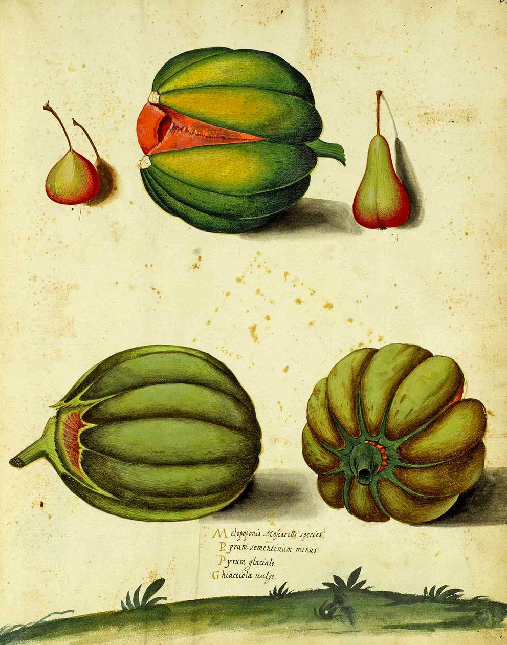 Ulisse Aldrovandi的传家宝壁球 作者 意大利学校