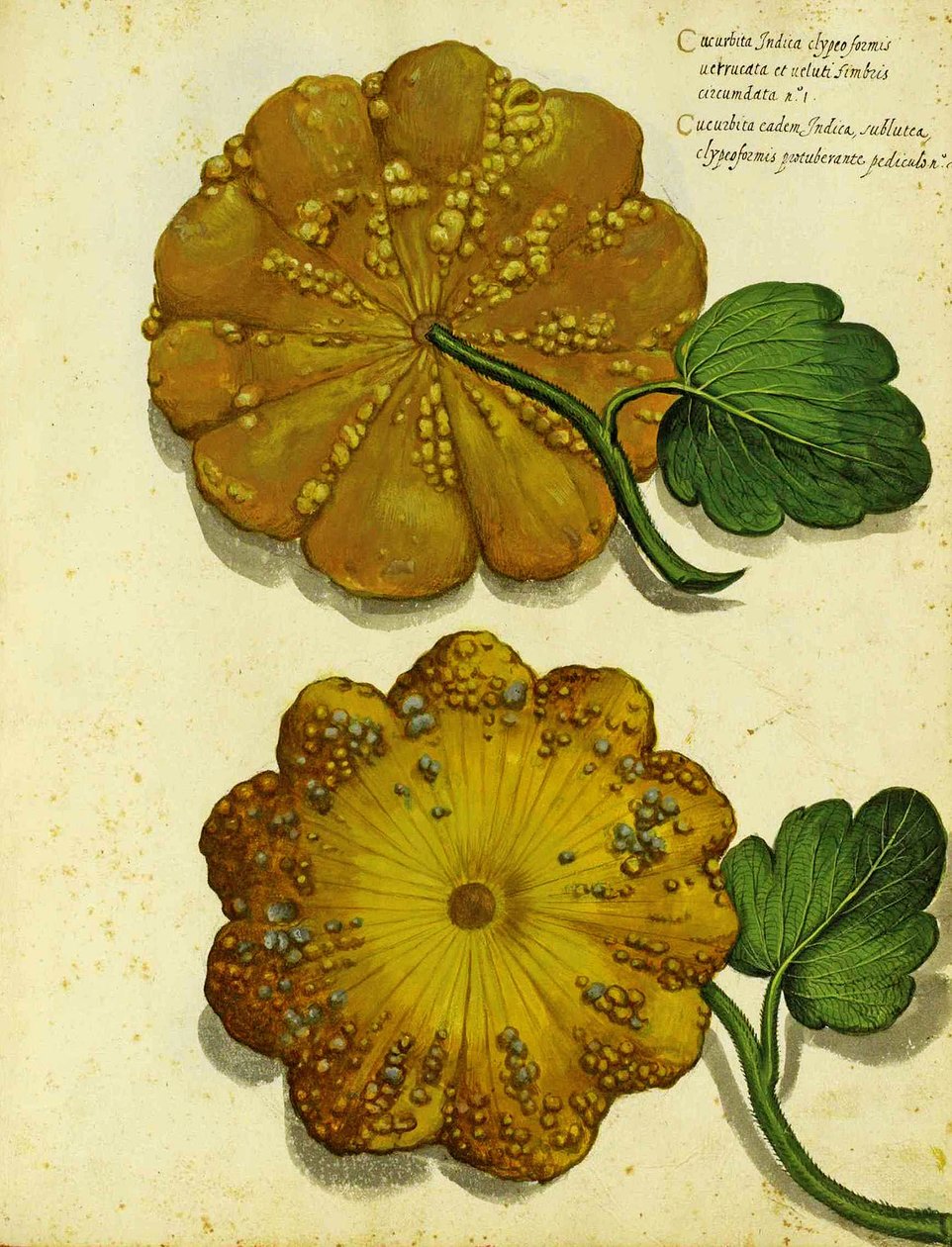 Ulisse Aldrovandi的传家宝壁球 作者 意大利学校