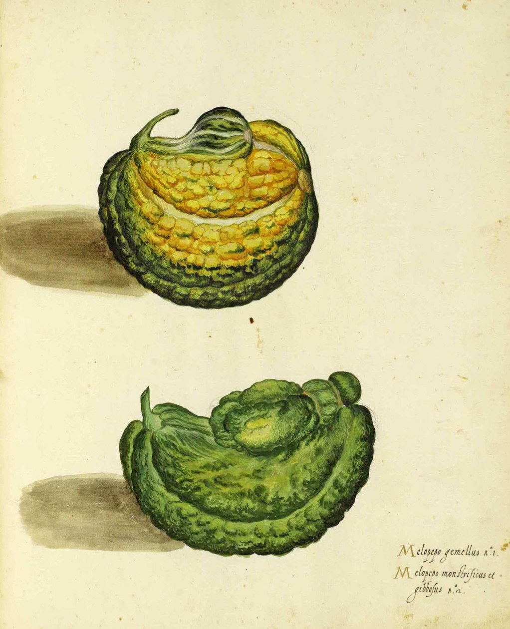 Ulisse Aldrovandi的传家宝壁球 作者 意大利学校