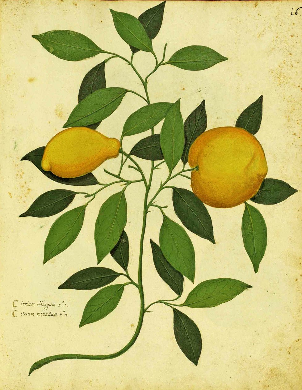 意大利传家宝柠檬由Ulisse Aldrovandi（1522-1605）板块出版于Piante Fiori Frutti（手工彩色雕刻）。 作者 意大利学校