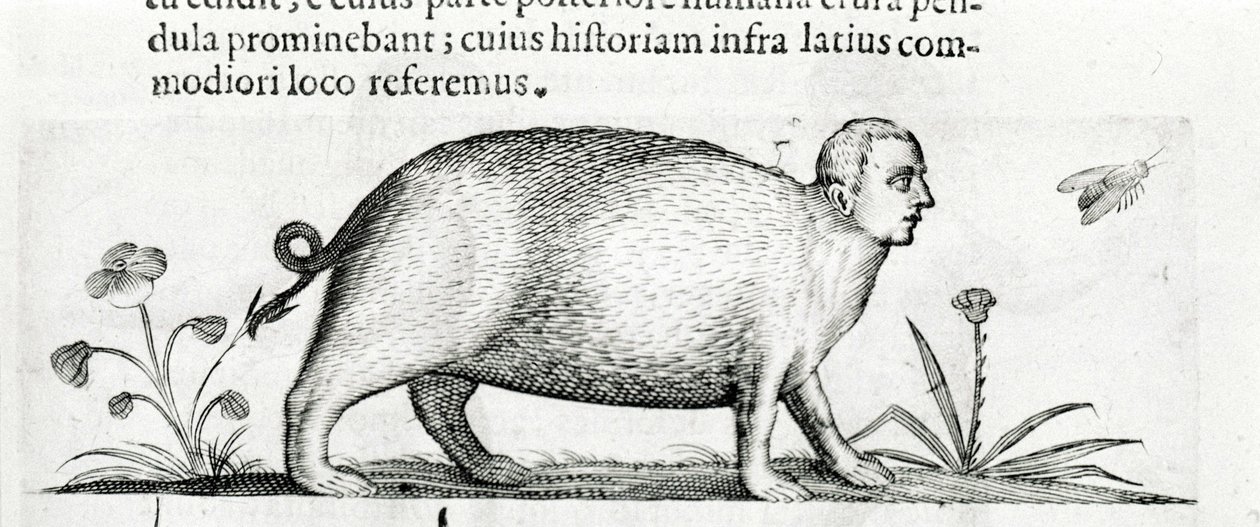 La manticore - in “De monstrorum natura causis libri duo”” by Fortunio Liceti 作者 意大利学校