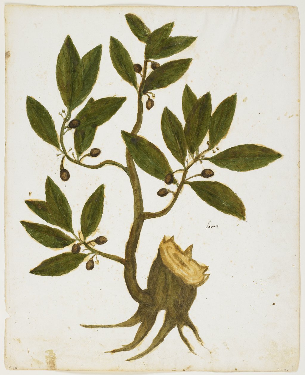 月桂树（Laurus nobilis）（wc＆tempera on paper） 作者 意大利学校