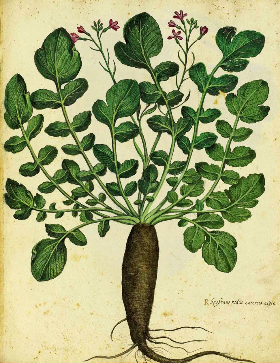 Ulisse Aldrovandi长黑萝卜 作者 意大利学校
