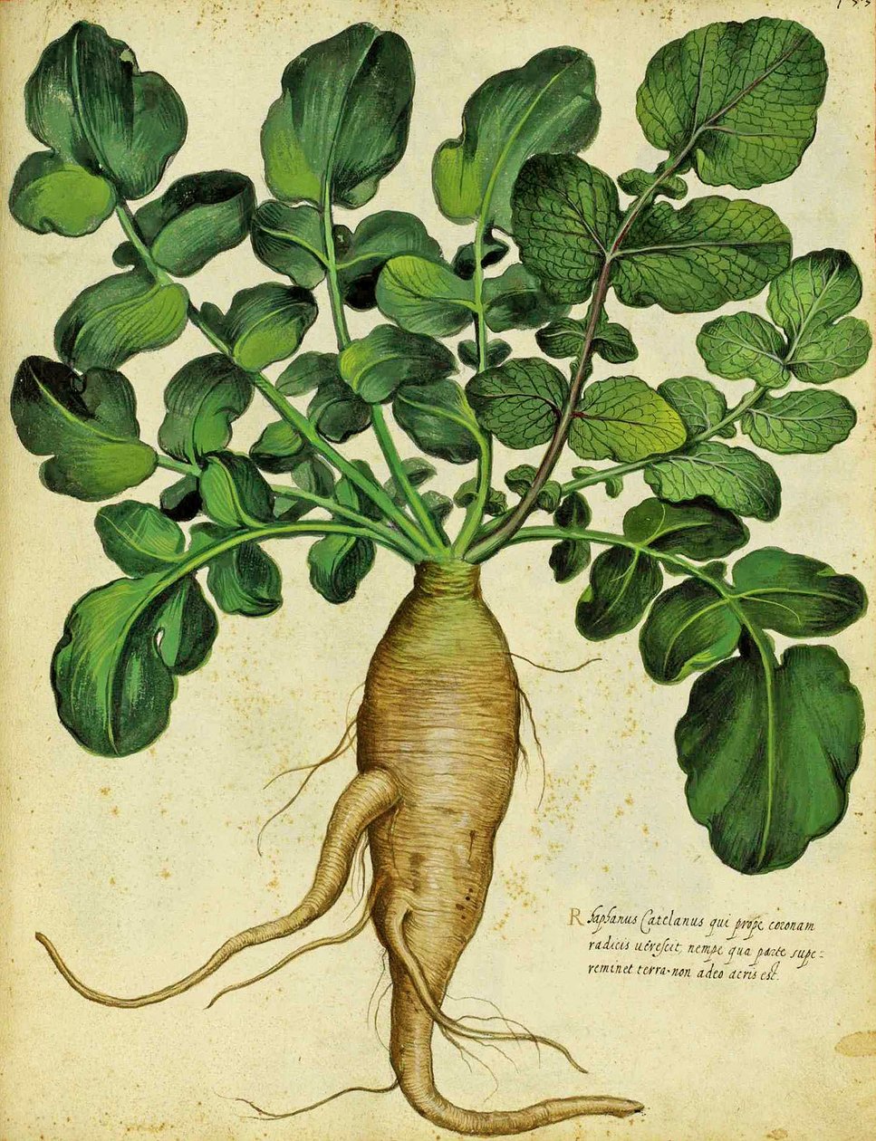 Ulisse Aldrovandi长白萝卜 作者 意大利学校