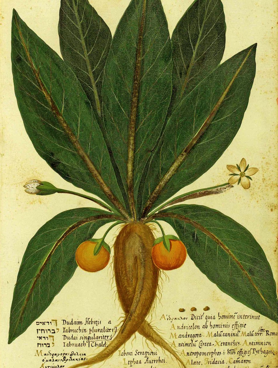 Ulisse Aldrovandi的Mandrake 作者 意大利学校