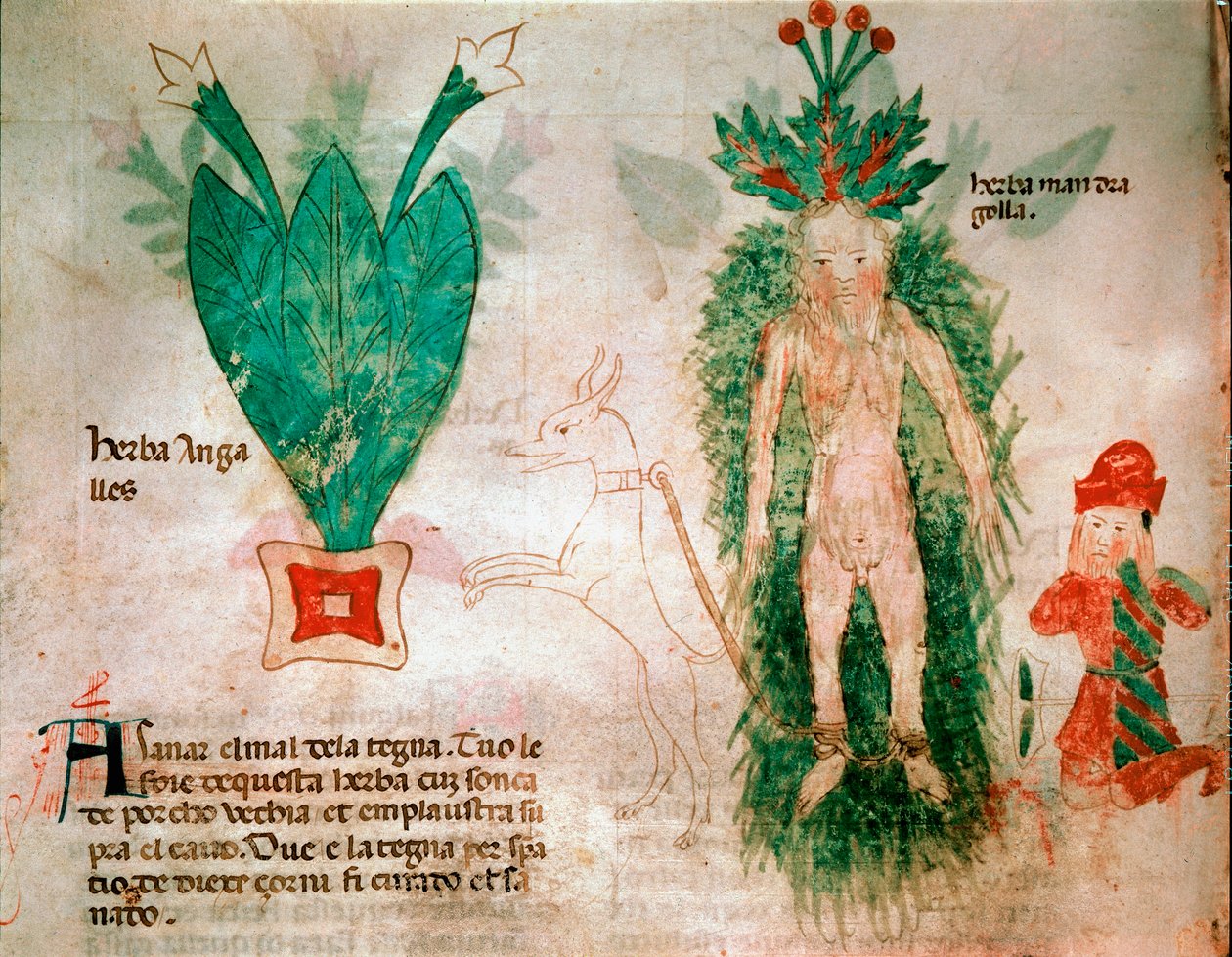 Medicinal plants: representation of mandrake. A dog attached to the root allows it to be removed from the ground. Plate taken from a treat of medicine 14th century Padua, biblioteca dell
