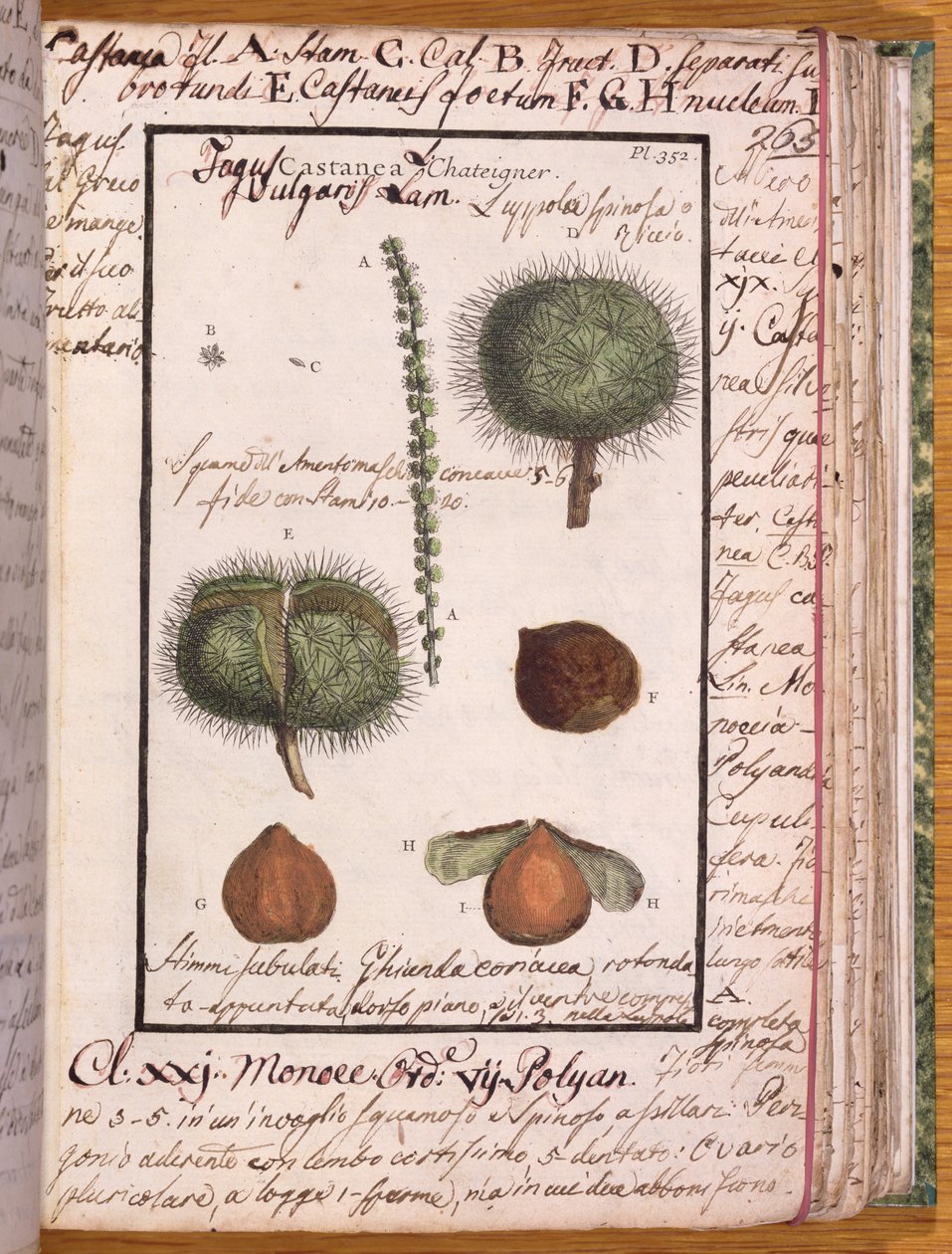 来自Dizionario di Botanica的115 Chestnut女士（纸和笔和纸上的纸） 作者 意大利学校