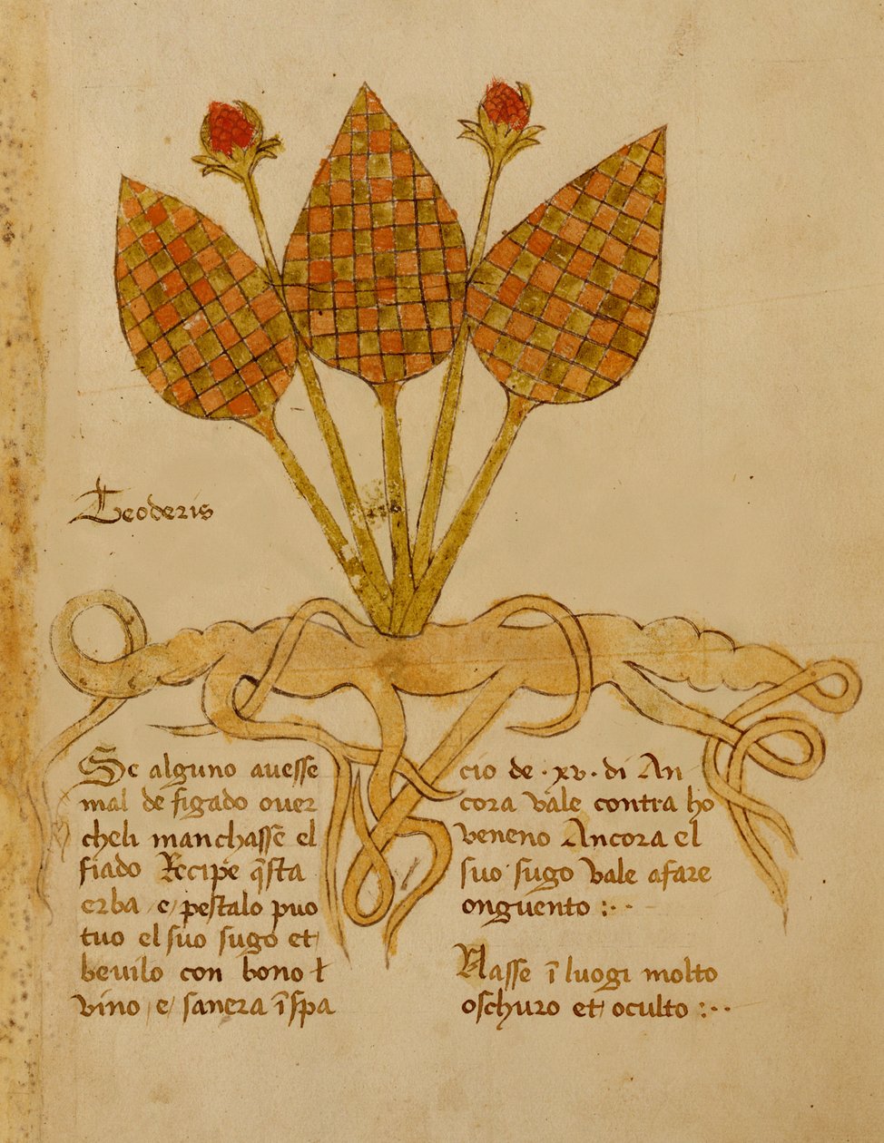 Ms 1591 Fol.19r Herba Teoderis（牛皮纸） 作者 意大利学校