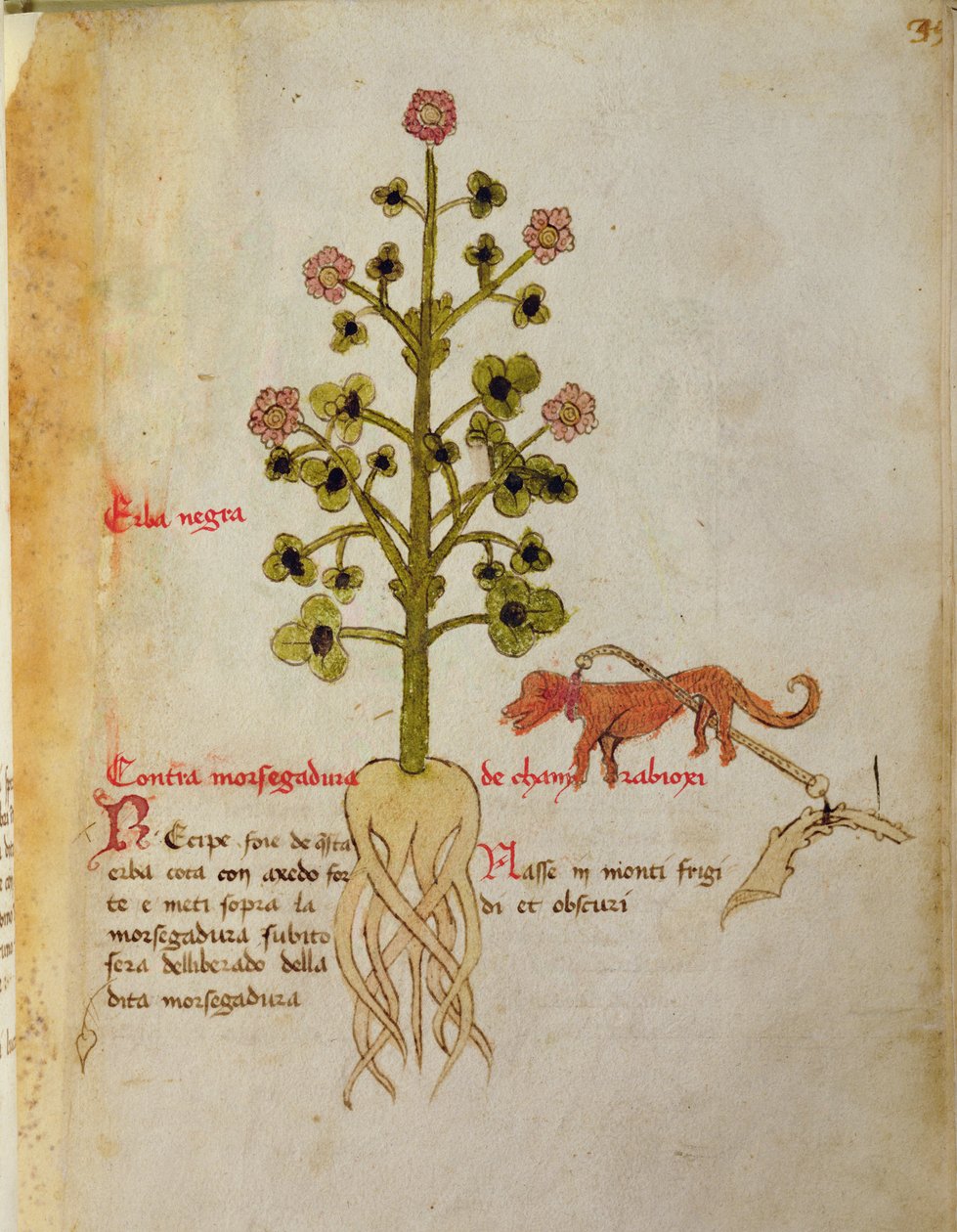 Ms 1591 Fol.38r Herba negra（牛皮纸） 作者 意大利学校