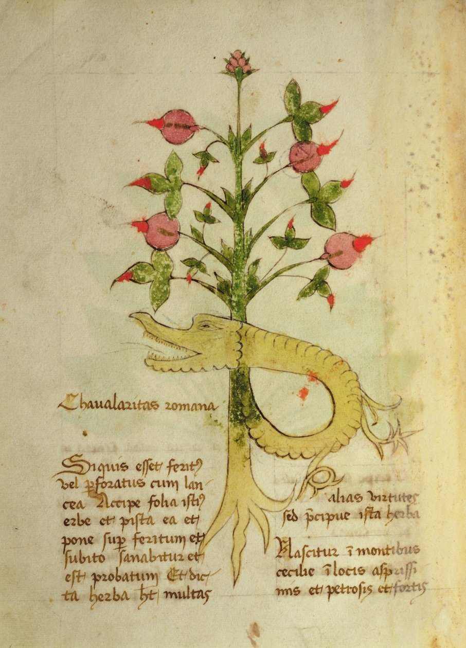 Ms 1591 Fol.6v Herba Chavalaritas Romana，约 15 世纪末（牛皮纸） 作者 意大利学校