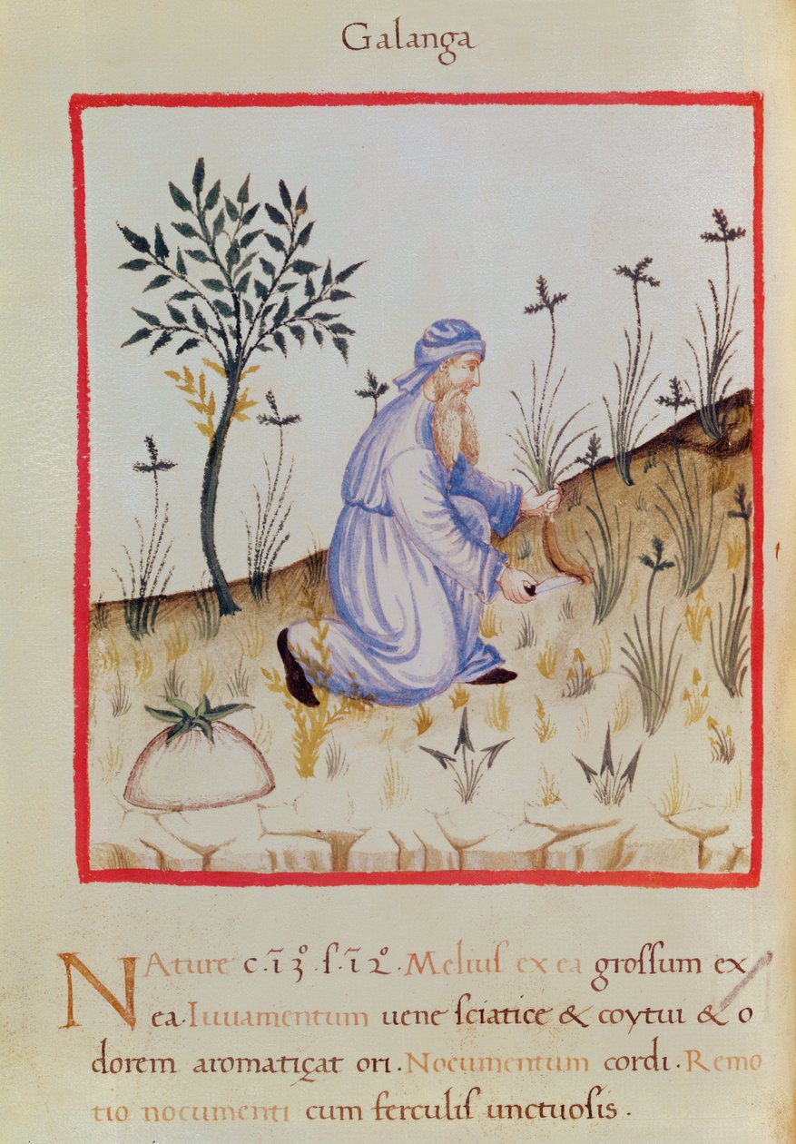 Ms 3054 f.22 收获高良姜，来自“Tacuinum Sanitatis”（牛皮纸） 作者 意大利学校
