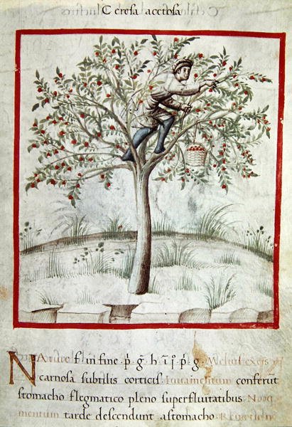 Ms 3054 f.25 采摘樱桃，来自“Tacuinum Sanitatis”（牛皮纸） 作者 意大利学校