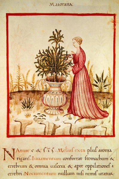 Ms 3054 fol.14v 浇水马郁兰，来自“Tacuinum Sanitatis”（牛皮纸） 作者 意大利学校