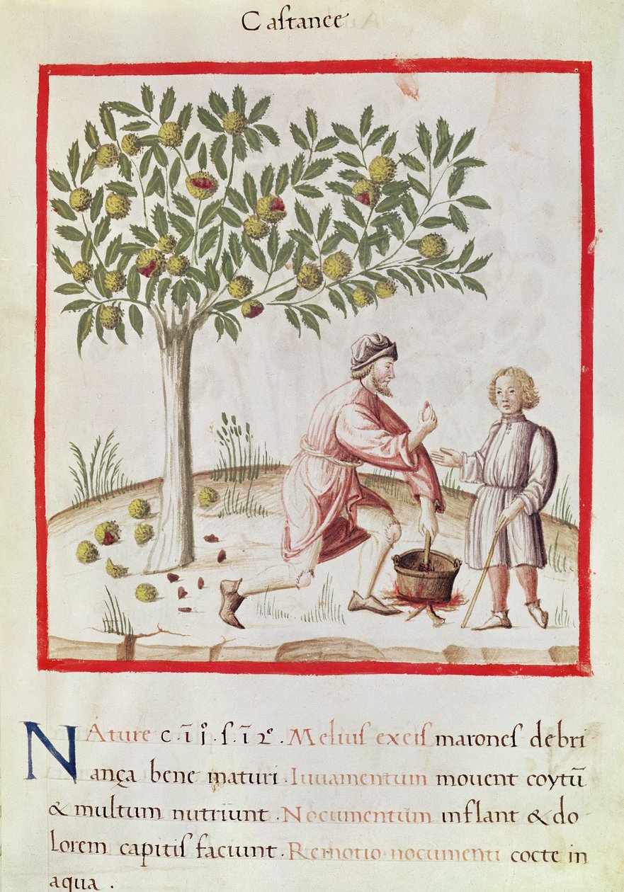 Ms 3054 fol.31 收获和烹饪栗子，选自 "Tacuinum Sanitatis"（牛皮纸）。 作者 意大利学校