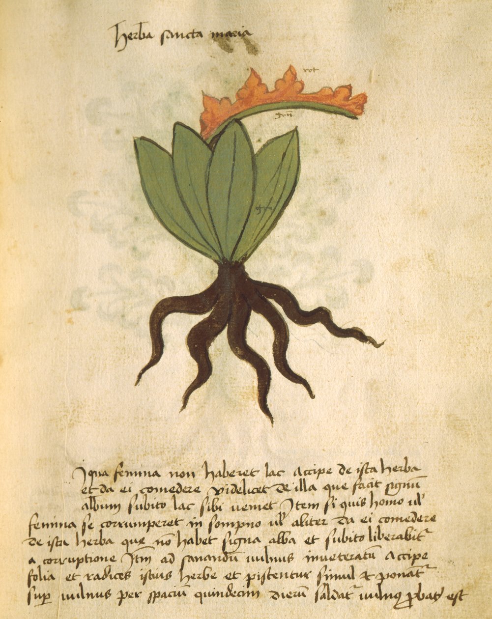 小姐320 1000 fol.28厂圣玛丽亚，从莱博Herbarius与原因，通过Orgione Rizzardo完成应用程序结合在一起 作者 意大利学校