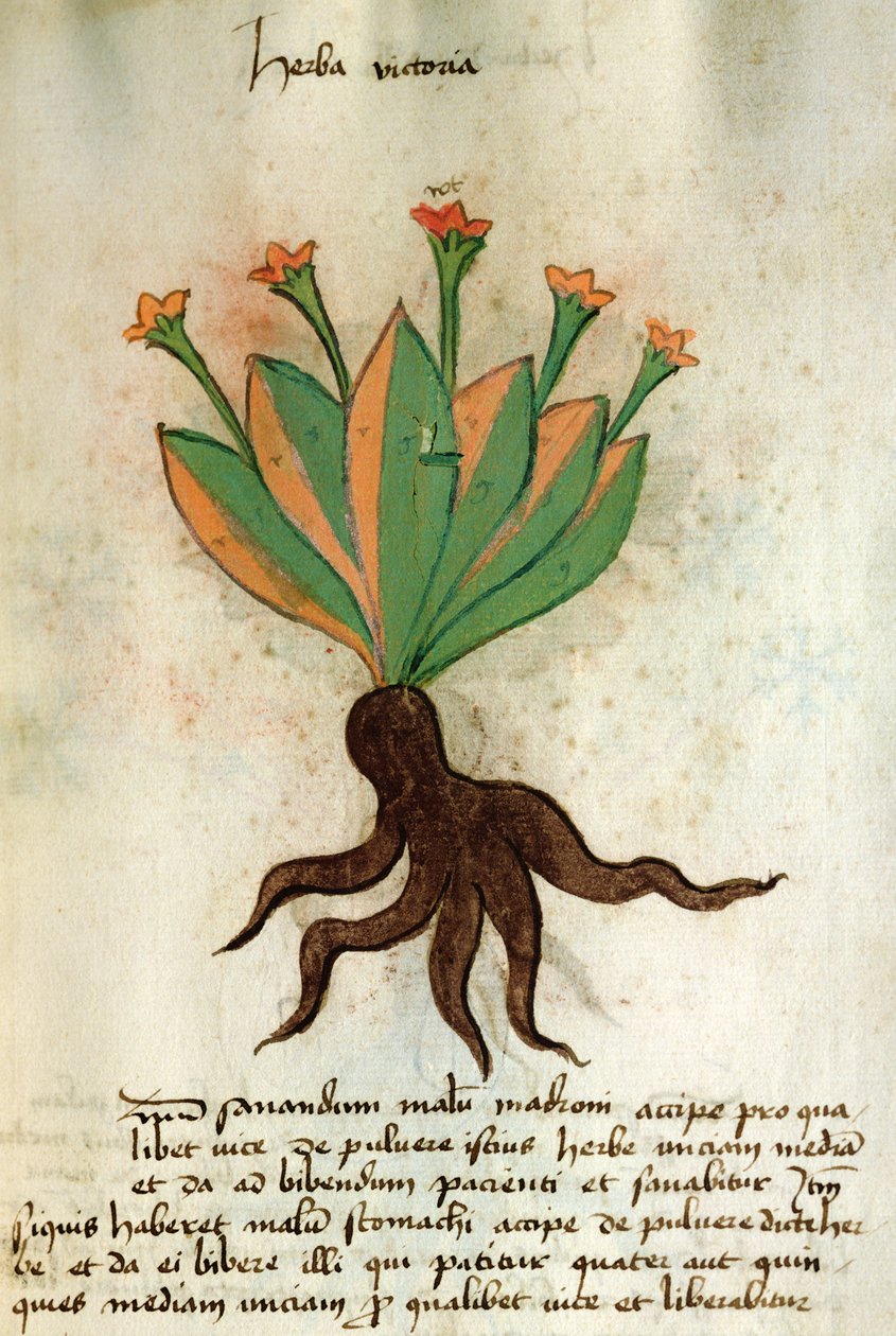 小姐320 1000 Fol.34r豨维多利亚，从“Herbarius其制作药品的方法一起“由Orgione Rizzardo 作者 意大利学校
